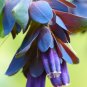 Blue Shrimp Plant Cerinthe major 20 Seeds