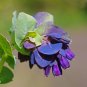 Blue Shrimp Plant Cerinthe major 20 Seeds