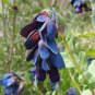 Blue Shrimp Plant Cerinthe major 20 Seeds