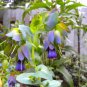 Blue Shrimp Plant Cerinthe major 20 Seeds