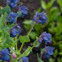 Blue Shrimp Plant Cerinthe major 20 Seeds