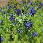 Blue Shrimp Plant Cerinthe major 20 Seeds