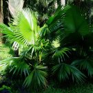 Footstool Palm Saribus rotundifolius 10 Seeds