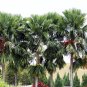 Footstool Palm Saribus rotundifolius 10 Seeds