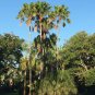 Footstool Palm Saribus rotundifolius 10 Seeds