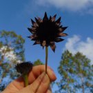 Rayless Sunflower Helianthus radula 10 Seeds