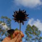 Rayless Sunflower Helianthus radula 10 Seeds