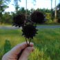 Rayless Sunflower Helianthus radula 10 Seeds