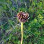 Rayless Sunflower Helianthus radula 10 Seeds
