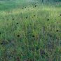 Rayless Sunflower Helianthus radula 10 Seeds