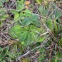 Rayless Sunflower Helianthus radula 10 Seeds