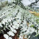 Silver-Leaved Mountain Gum Eucalyptus pulverulenta 100 Seeds Silver-Leaved Mountain Gum Eucalyptus pulverulenta 100 Seeds