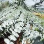 Silver-Leaved Mountain Gum Eucalyptus pulverulenta 100 Seeds