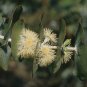 Silver-Leaved Mountain Gum Eucalyptus pulverulenta 100 Seeds