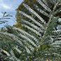 Silver-Leaved Mountain Gum Eucalyptus pulverulenta 100 Seeds