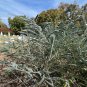 Silver-Leaved Mountain Gum Eucalyptus pulverulenta 100 Seeds