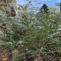Silver-Leaved Mountain Gum Eucalyptus pulverulenta 100 Seeds