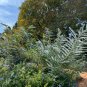 Silver-Leaved Mountain Gum Eucalyptus pulverulenta 100 Seeds