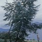 Silver-Leaved Mountain Gum Eucalyptus pulverulenta 100 Seeds