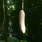 Sausage Tree Kigelia pinnata 20 Seeds