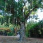 Sausage Tree Kigelia pinnata 20 Seeds