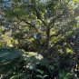 Sausage Tree Kigelia pinnata 20 Seeds
