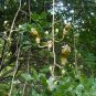 Sausage Tree Kigelia pinnata 20 Seeds