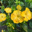 Yellow Four O'clock Mirabilis jalapa 50 Seeds
