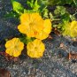 Yellow Four O'clock Mirabilis jalapa 50 Seeds