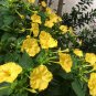 Yellow Four O'clock Mirabilis jalapa 50 Seeds