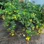 Yellow Four O'clock Mirabilis jalapa 50 Seeds