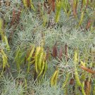 Silver Cassia Feathery Cassia Cassia artemisioides 100 Seeds Silver Cassia Feathery Cassia Cassia artemisioides 100 Seeds