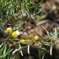 Silver Cassia Feathery Cassia Cassia artemisioides 100 Seeds