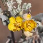 Silver Cassia Feathery Cassia Cassia artemisioides 100 Seeds