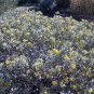 Silver Cassia Feathery Cassia Cassia artemisioides 100 Seeds