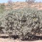 Silver Cassia Feathery Cassia Cassia artemisioides 100 Seeds