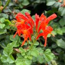 Cape Honeysuckle Tecoma capensis 20 Seeds