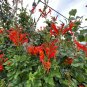 Cape Honeysuckle Tecoma capensis 20 Seeds