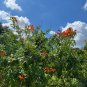 Cape Honeysuckle Tecoma capensis 20 Seeds