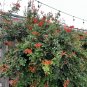 Cape Honeysuckle Tecoma capensis 20 Seeds
