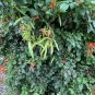 Cape Honeysuckle Tecoma capensis 20 Seeds