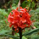 Red Ginger Hedychium rubrum 10 Seeds Red Ginger Hedychium rubrum 10 Seeds