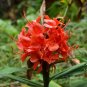Red Ginger  Hedychium rubrum  10 Seeds