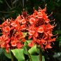 Red Ginger  Hedychium rubrum  10 Seeds