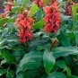 Red Ginger  Hedychium rubrum  10 Seeds