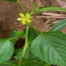 Jute Mallow Corchorus olitorius 100 Seeds