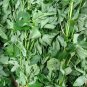 Jute Mallow Corchorus olitorius 100 Seeds