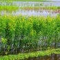 Jute Mallow Corchorus olitorius 100 Seeds