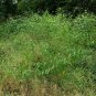 Jute Mallow Corchorus olitorius 100 Seeds