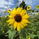Wild Sunflower Helianthus annuus 100 Seeds